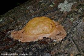 Attēlu rezultāti vaicājumam “Fuligo leviderma”