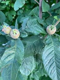 Attēlu rezultāti vaicājumam “Mespilus germanica leaf”