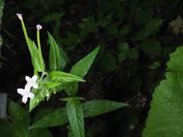Attēlu rezultāti vaicājumam “Epilobium roseum flower”