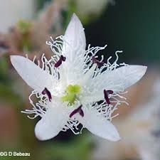 Attēlu rezultāti vaicājumam “Menyanthes trifoliata bud”