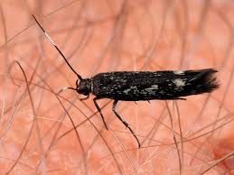 Attēlu rezultāti vaicājumam “Scythrididae”