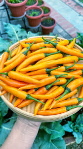 Afbeeldingsresultaat voor thai yellow hot pepper