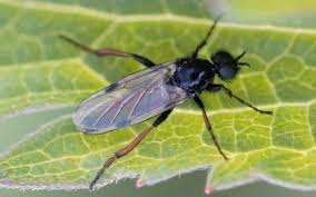 Attēlu rezultāti vaicājumam “Bibionidae”