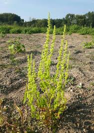 Image result for Chenopodium botrys
