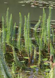 Attēlu rezultāti vaicājumam “Hippuris vulgaris leaf”