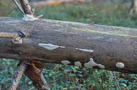 Attēlu rezultāti vaicājumam “Diplomitoporus flavescens”