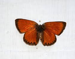 Attēlu rezultāti vaicājumam “Lycaena virgaureae underside”