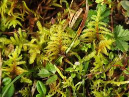 Attēlu rezultāti vaicājumam “Abietinella abietina”