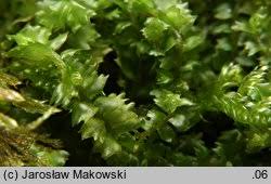 Attēlu rezultāti vaicājumam “Barbilophozia barbata”