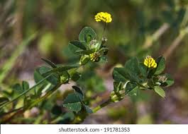 Attēlu rezultāti vaicājumam “Trifolium dubium leaf”