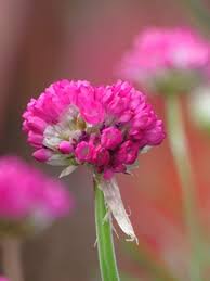 Attēlu rezultāti vaicājumam “Armeria vulgaris bud”