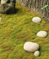 Attēlu rezultāti vaicājumam “Bryum caespiticium”