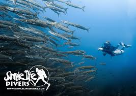 Image result for Great Western Divers