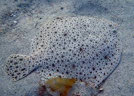 Image result for Scophthalmus maximus