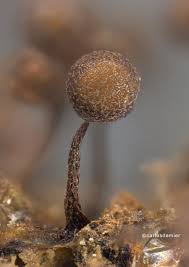 Attēlu rezultāti vaicājumam “Lycogala conicum sessile”