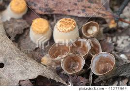 Attēlu rezultāti vaicājumam “Crucibulum laeve”