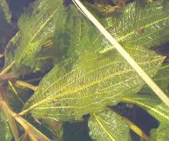 Attēlu rezultāti vaicājumam “Potamogeton lucens leaf”