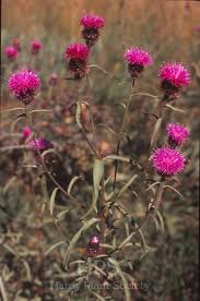 Image result for Centaurea nigra