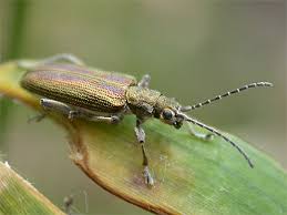 Attēlu rezultāti vaicājumam “Donacia clavipes”