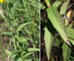 Attēlu rezultāti vaicājumam “Hieracium umbellatum”