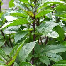 Image result for Ocimum basilicum