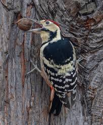 Attēlu rezultāti vaicājumam “Dendrocopos leucotos”