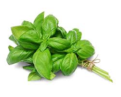 Image result for Basilikum