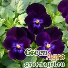 Attēlu rezultāti vaicājumam “Viola x williamsii”