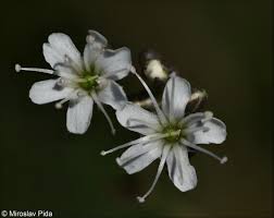 Attēlu rezultāti vaicājumam “Gypsophila fastigiata flower”