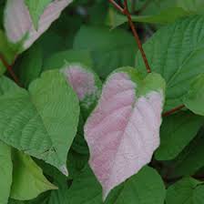 Attēlu rezultāti vaicājumam “Actinidia kolomikta”