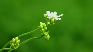 Attēlu rezultāti vaicājumam “Galium odoratum bud”