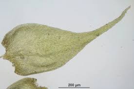 Attēlu rezultāti vaicājumam “Hypnum pallescens”