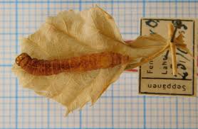 Attēlu rezultāti vaicājumam “Rusina ferruginea female”