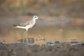 Attēlu rezultāti vaicājumam “Tringa stagnatilis”