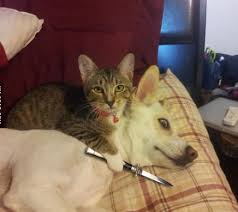 Image result for lulcatz