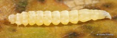 Attēlu rezultāti vaicājumam “Bucculatricidae”