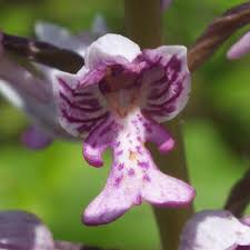Attēlu rezultāti vaicājumam “Orchis militaris flower”