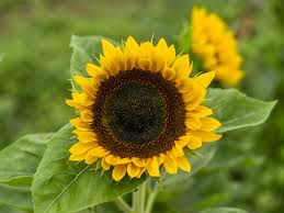 Image result for Sonnenblume