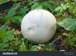 Attēlu rezultāti vaicājumam “Langermania gigantea”