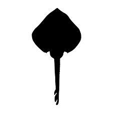 Image result for Amblyraja radiata