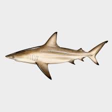 Image result for Carcharhinus limbatus