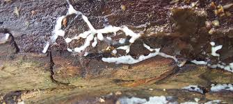 Attēlu rezultāti vaicājumam “Badhamia lilacina young”