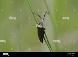 Attēlu rezultāti vaicājumam “Ctenicera pectinicornis male”
