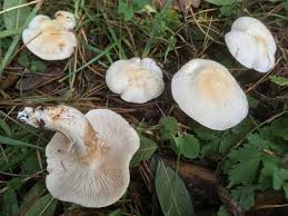 Attēlu rezultāti vaicājumam “Tricholoma album”