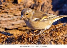 Attēlu rezultāti vaicājumam “Fringilla coelebs juvenile”