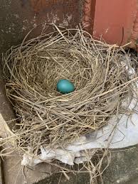 Attēlu rezultāti vaicājumam “Erithacus rubecula eggs”