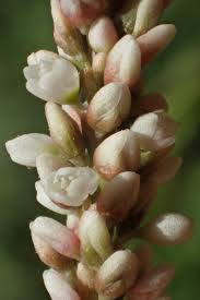 Attēlu rezultāti vaicājumam “Persicaria lapathifolia flower”
