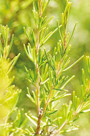 Image result for Rosmarin