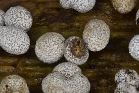 Attēlu rezultāti vaicājumam “Physarum leucophaeum stalked”