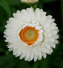 Image result for Helichrysum bracteatum